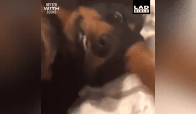 Facebook viral: hombre regaña a su perro por travesura y can finge su muerte 