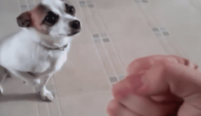 Facebook: Perro "boxea" con su dueño y termina dos veces en knock-out [VIDEO]