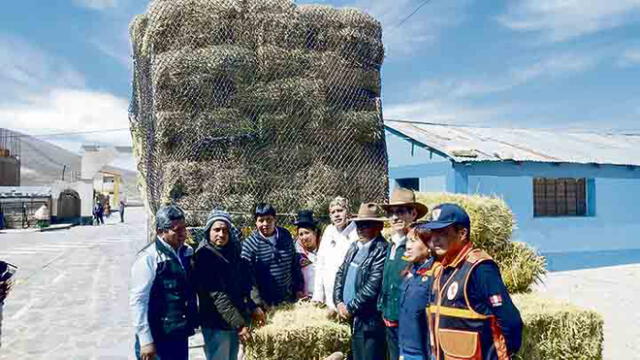 Por frío, se necesita 24 mil pacas para ganado en Arequipa