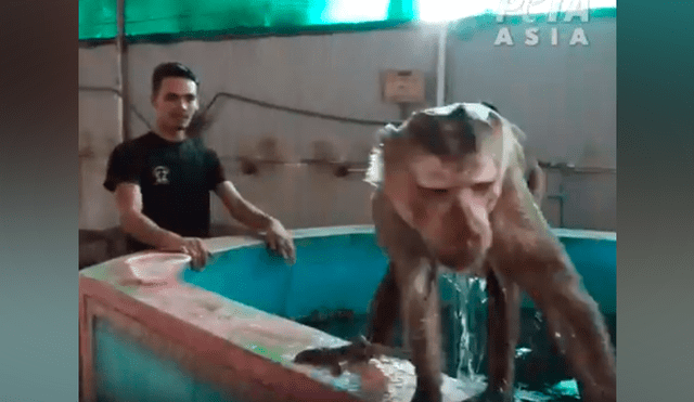 Obligan a mono a levantar pesas y hacer ejercicios para entretener a turistas [VIDEO] 