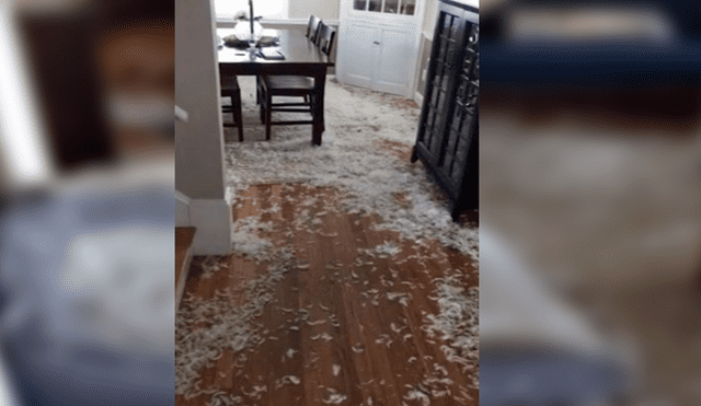 Vía Facebook: descubre a su perro destruyendo la sala y este tiene insólita reacción [VIDEO]