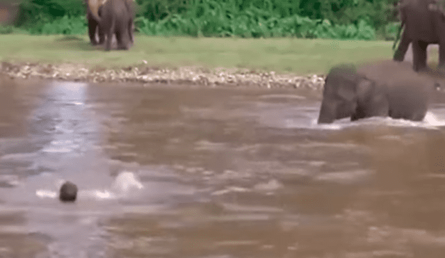 YouTube viral: Elefante se convierte en héroe al socorrer a joven que se ahogaba en profundo río [VIDEO]