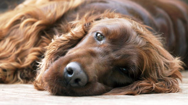 Los 5 síntomas que indican que tu perro va a morir