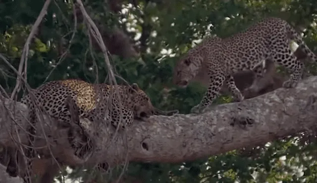 YouTube viral: Pareja de leopardos juega sobre un árbol y el video es tendencia