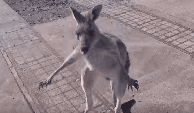 YouTube viral: canguro ve que deportista aterriza en su propiedad y lo golpea brutalmente [VIDEO]