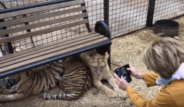 Un video viral de Facebook registró el momento en que una turista intenta acariciar a uno de los felinos, sin imaginar lo que sucedería.