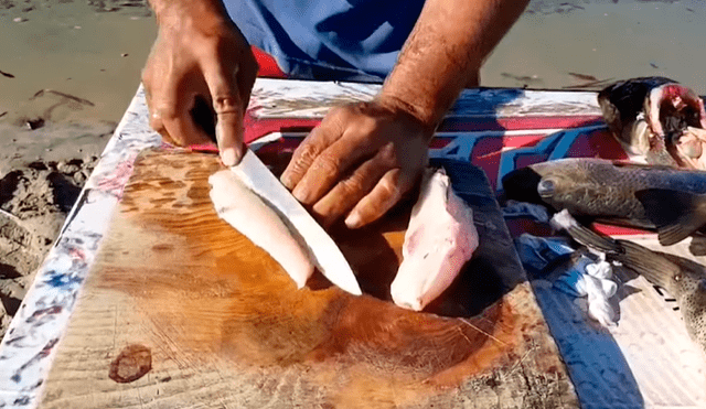 YouTube viral: enseña a cocinar pez globo cuyo veneno es mortal para el ser humano