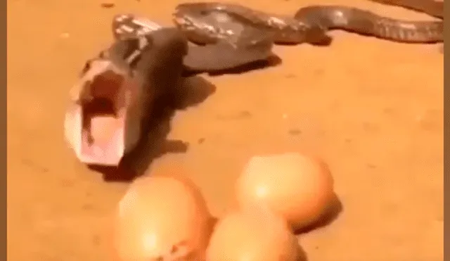 YouTube viral: Aterradora criatura se siente amenazada y expulsa huevos por su boca [VIDEO]