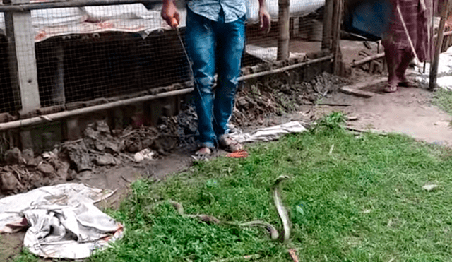 Un video viral de YouTube mostró la arriesgada maniobra que utilizó un hombre para liberar a una peligrosa cobra que había quedado atrapada en una red de hierro.