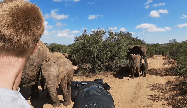 Desliza hacia la izquierda para el encuentro de un turista con leones de África. El video es viral en YouTube.