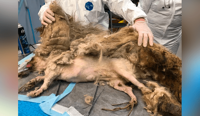 Facebook viral: perro callejero con abundante pelo es rescatado y su sorprende cambio de ‘look’ emociona a miles
