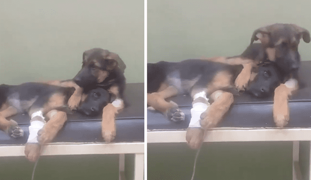 Facebook: cámara capta conmovedor momento en que perro cuida la vida de su compañero accidentado