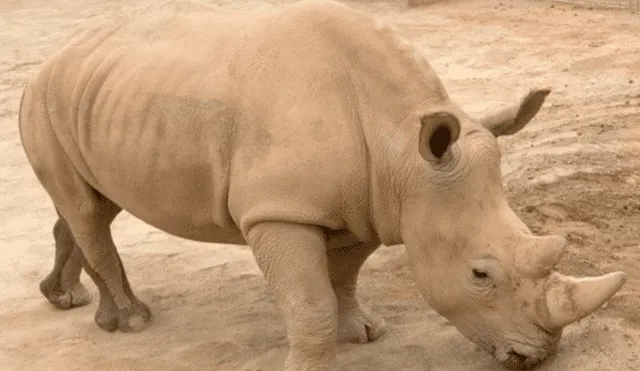 La rinoceronte embarazada que podría salvar a su subespecie 