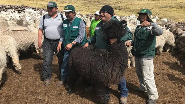 Cusco: dosificarán a dos mil alpacas de comunidad cusqueña