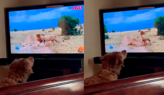 YouTube viral: perro 'defendió' a una leona al ver que era atacada por león en televisión [VIDEO]