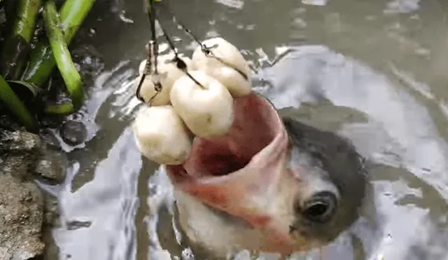 El protagonista del video de YouTube colocó un pedazo de cebo dentro de misterioso pozo y extraños peces emergen del interior.