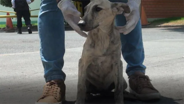 Perros rescatados por la Brigada Canina de Surco son adoptados [FOTOS]