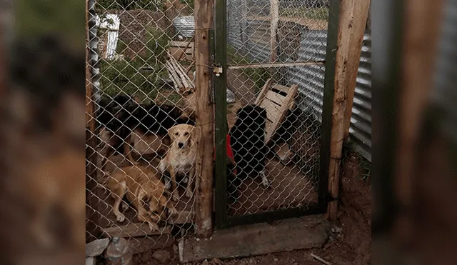 El albergue se ha ido levantado de manera rústica, pero es un lugar seguro para estos animales.