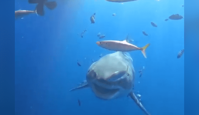 Facebook viral: buceador se encuentra 'cara a cara' con enorme tiburón y esto sucede [VIDEO]