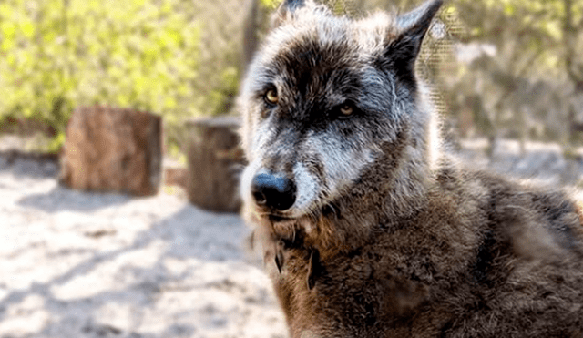 YouTube viral: enorme perro lobo que fue rescatado ocultaba secreto que hizo llorar a todos [VIDEO]