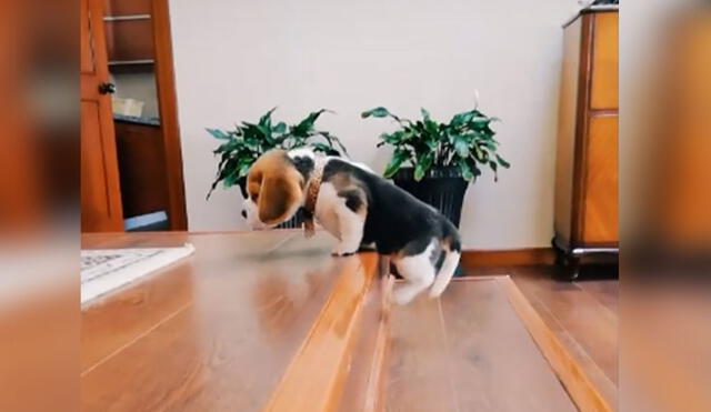 Desliza las imágenes para ver más detalles sobre la tierna conducta de este cachorro que aprende a subir las escaleras. Foto: captura de TikTok