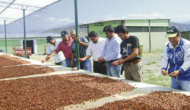 Exportación de cacao genera un ingreso de US $ 2 millones al año en Piura
