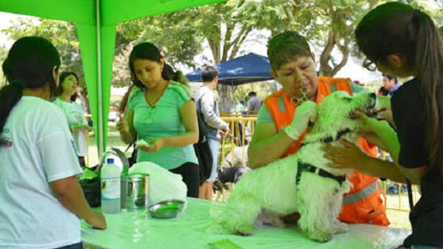 Municipalidad de Lince realizará este domingo campaña veterinaria gratuita