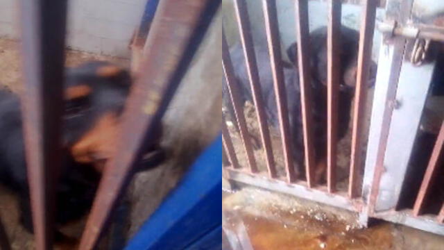 Perros viven encerrados en jaula y sin ser atendidos por la comuna chorrillana. Créditos: Whatsapp Alerta RTV.