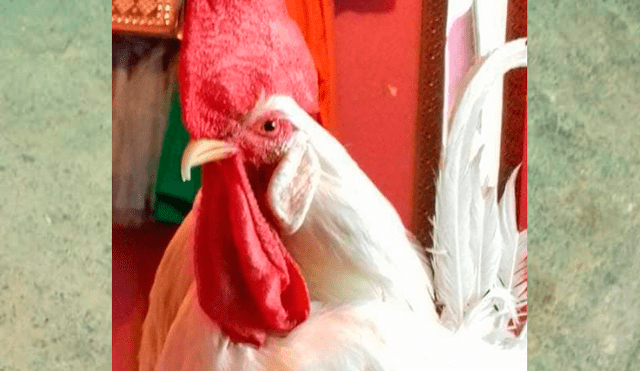 Facebook viral: joven se gradúa junto a su gallo a quien rescató cuando era un pollito pintado [FOTOS]