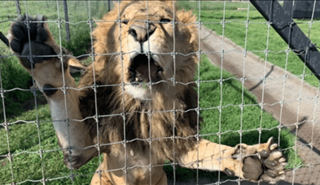 Video viral de Facebook. Cuidador se acerca para tomar una foto a leona y enfurecido depredador lo ataca.