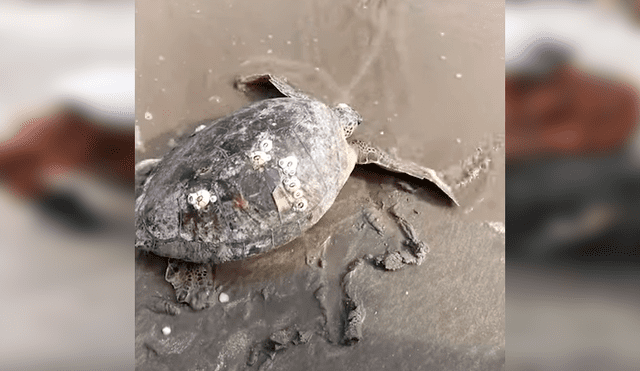 Video se viralizó en Facebook. Un grupo de soldados se convirtieron en los ‘héroes sin capa’ de una gigantesca tortuga, que agonizaba en la orilla de un mar contaminado.