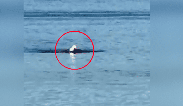 YouTube viral: águila  es captada nadando como una persona y provoca confusión en miles [VIDEO]