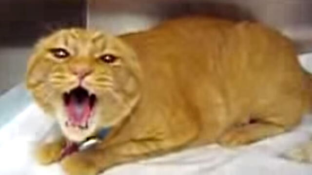 Facebook: Los maullidos de este gato endemoniado te harán tener pesadillas