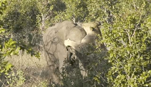Un video muestra la impactante pelea entre un elefante y una leona por su supervivencia.
