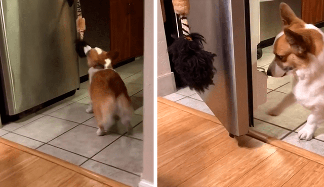 En Facebook, un perro asombró con su destreza al obedecer las indicaciones de su dueña para entregar una lata de agua.