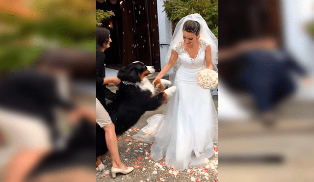 En YouTube, un perro felicitó con un amoroso abrazo a sus dueños en el día de su matrimonio.