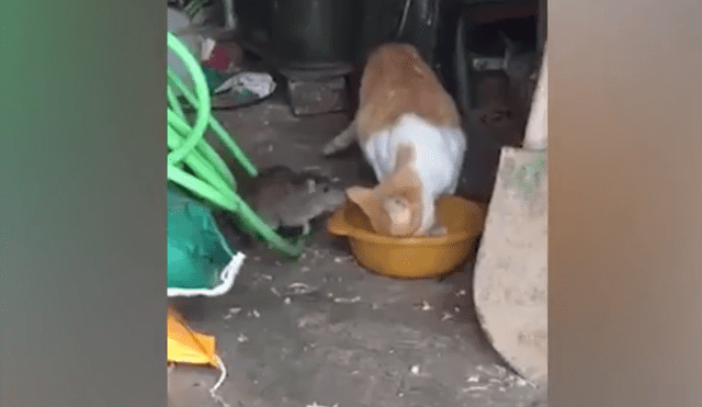 Facebook: Una atrevida rata roba comida de un gato en frente de él [VIDEO]