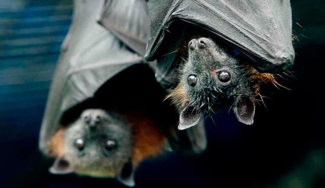 Ya varios expertos evalúan a los murciélagos, en plena pandemia del coronavirus. Foto: difusión