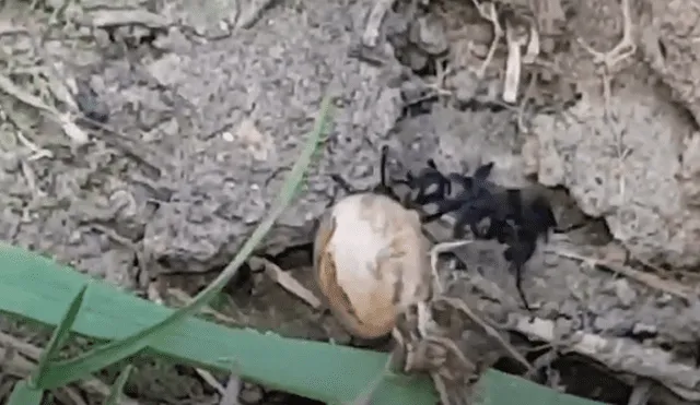 Desliza hacia la izquierda para ver el enfrentamiento de los insectos. Viral en Facebook. Foto: Captura.