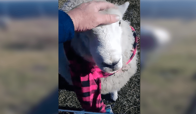 Desliza las imágenes hacia la izquierda para apreciar la conmovedora escena de una oveja con su cuidador. Foto: Captura.