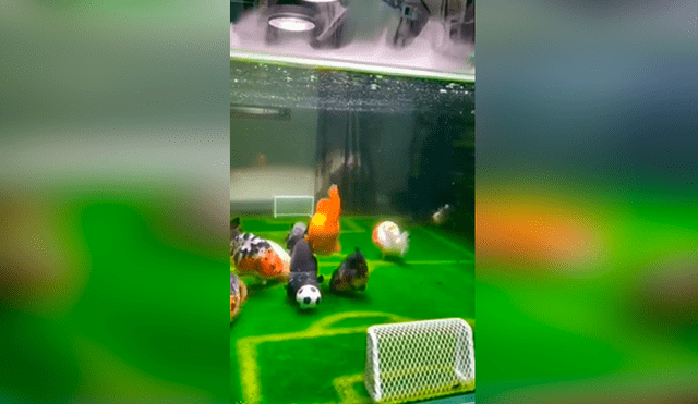 Desliza las fotografías para ver el vibrante ‘partido de fútbol’ que tuvieron estos peces. Foto: Captura/Newsflare