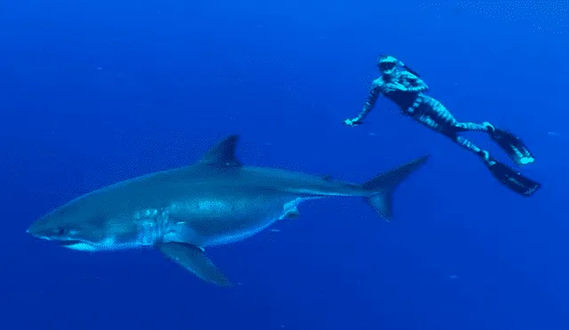 YouTube viral: graban el momento en que buzo nada junto a temible tiburón blanco [VIDEO]