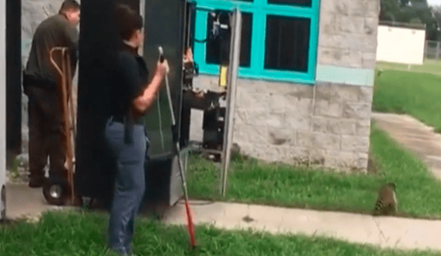 En YouTube, unos escolares alertaron a la policía sobre la presencia de un animal dentro de una máquina dispensadora.