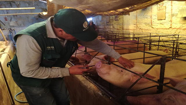 Más de 145 mil cerdos en Arequipa fueron vacunados contra peste porcina [FOTOS]