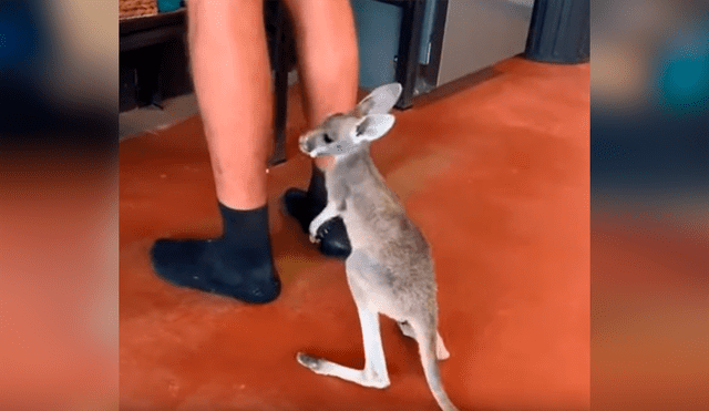 Facebook viral: bebé canguro se aferra a las piernas de su cuidador y motivo emociona a miles [VIDEO] 