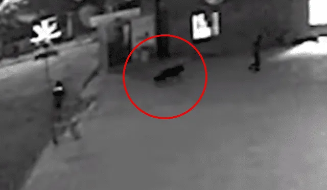 Perro hace de "campana" mientras banda de ladrones roba [VIDEO] 