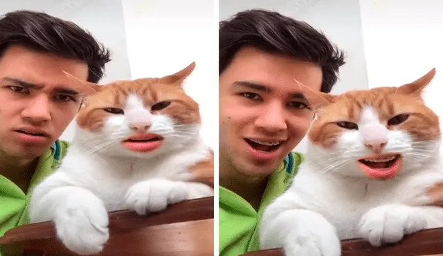 En Facebook, un joven utilizó una aplicación para hacer 'cantar' a su gato sin imaginar su reacción.