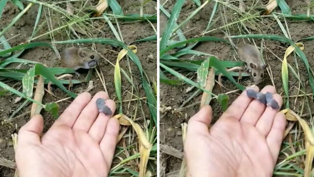 Facebook: joven rescata a dos ratones bebé y lo que hizo con ellos sorprende [VIDEO]