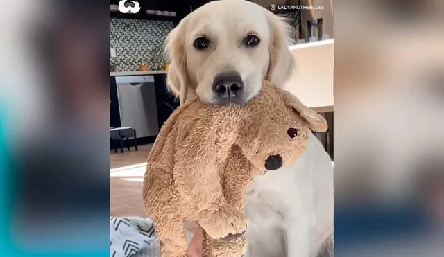 Desliza las imágenes para ver la inesperada escena que protagonizó este can y su dueño. Foto: Captura de Facebook/Woof Woof