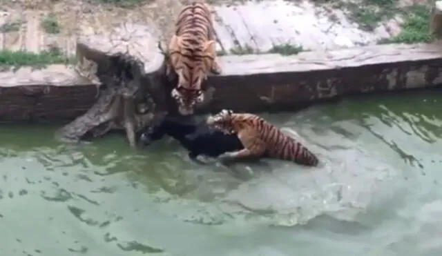 En YouTube, burro fue devorado vivo por tigres en zoológico de China [VIDEO]